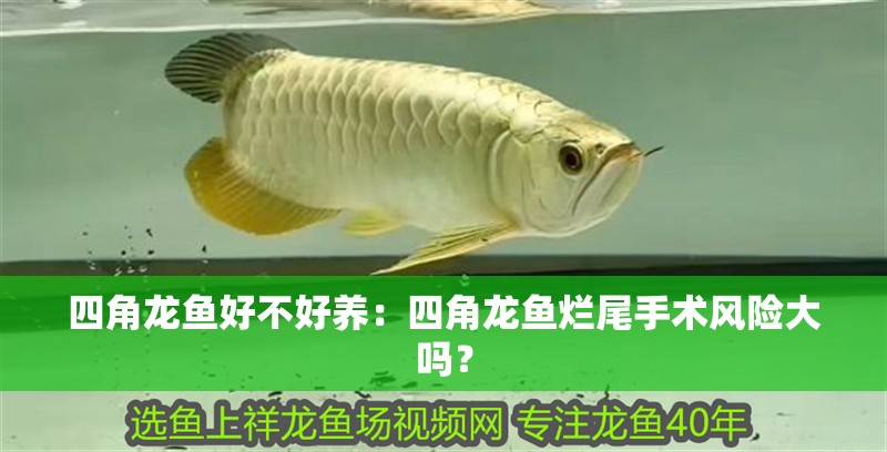 四角龍魚好不好養：四角龍魚爛尾手術風險大嗎？