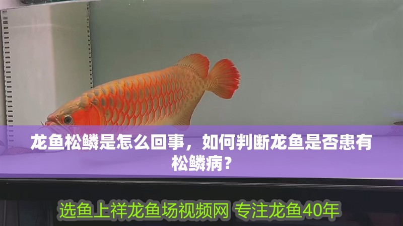 龍魚松鱗是怎么回事，如何判斷龍魚是否患有松鱗病？