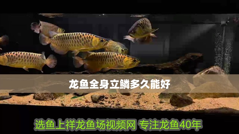 龍魚(yú)全身立鱗多久能好