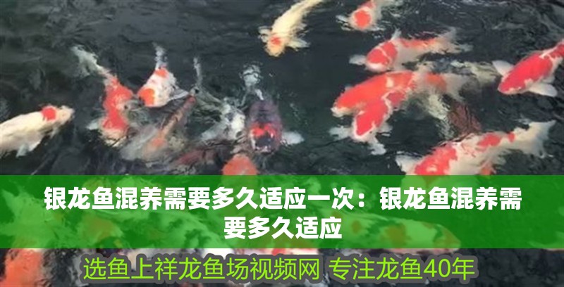 銀龍魚混養需要多久適應一次：銀龍魚混養需要多久適應