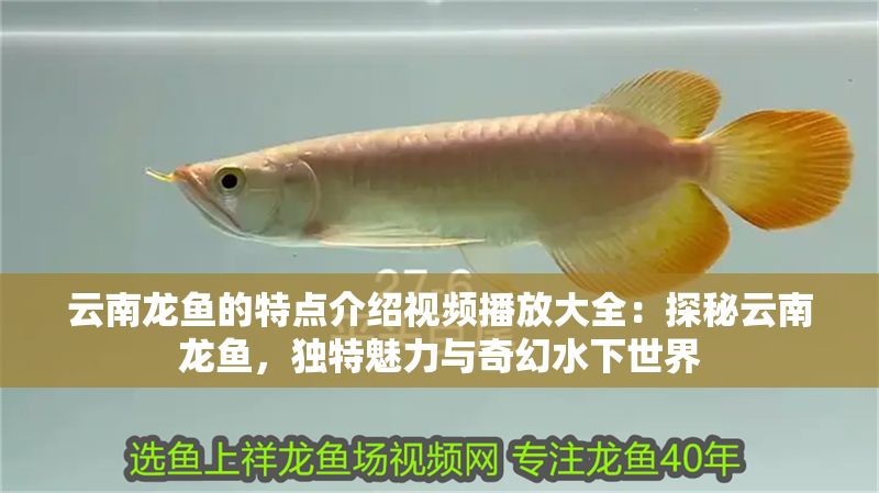 云南龍魚的特點介紹視頻播放大全：探秘云南龍魚，獨特魅力與奇幻水下世界
