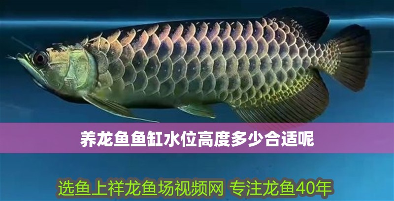 養(yǎng)龍魚魚缸水位高度多少合適呢