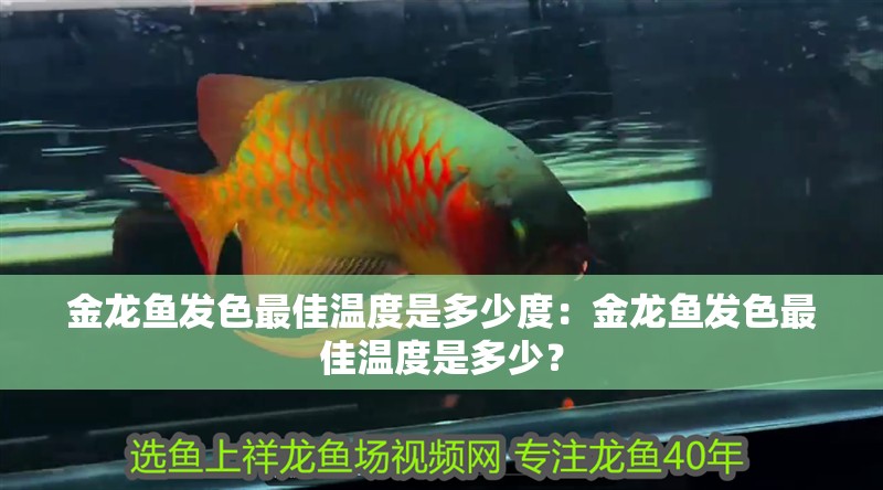 金龍魚發色最佳溫度是多少度：金龍魚發色最佳溫度是多少？