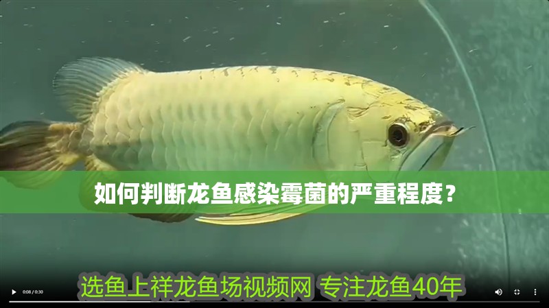 如何判斷龍魚感染霉菌的嚴重程度？