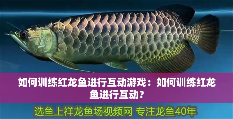 如何訓練紅龍魚進行互動游戲：如何訓練紅龍魚進行互動？