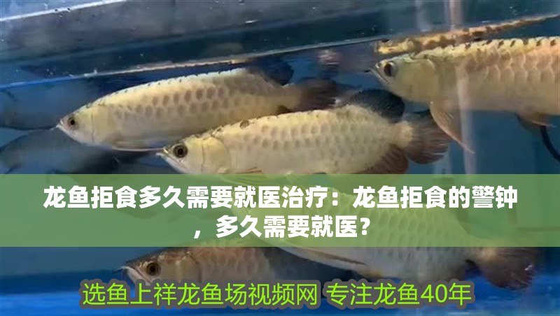 龍魚拒食多久需要就醫(yī)治療：龍魚拒食的警鐘，多久需要就醫(yī)？