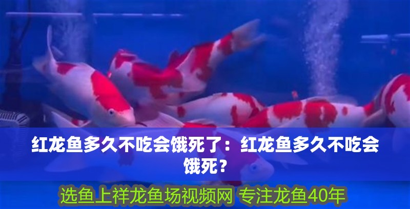 紅龍魚多久不吃會餓死了：紅龍魚多久不吃會餓死？