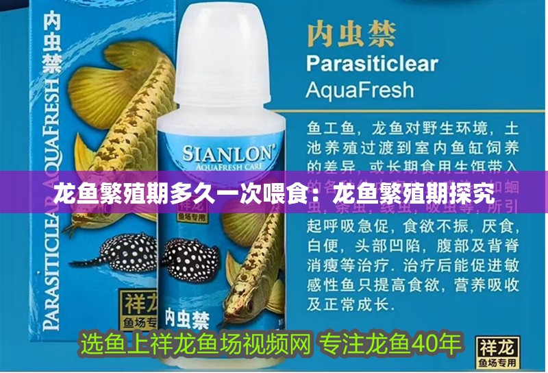 龍魚繁殖期多久一次喂食：龍魚繁殖期探究