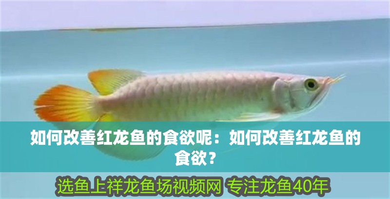 如何改善紅龍魚的食欲呢：如何改善紅龍魚的食欲？