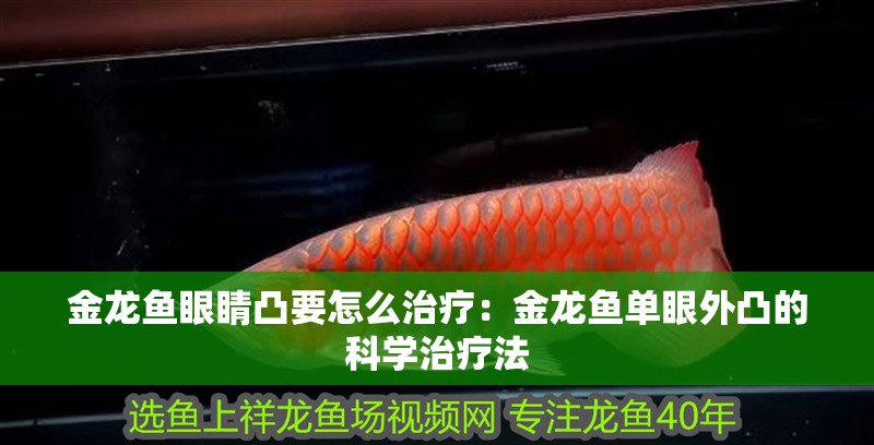 金龍魚眼睛凸要怎么治療：金龍魚單眼外凸的科學(xué)治療法