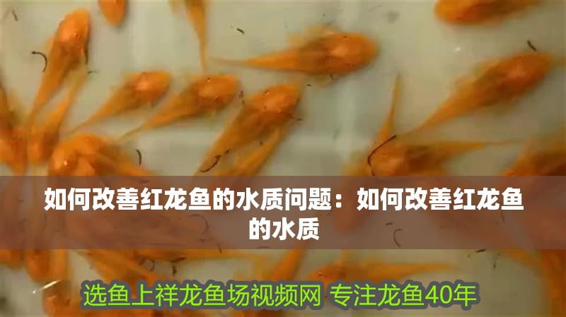 如何改善紅龍魚的水質問題：如何改善紅龍魚的水質