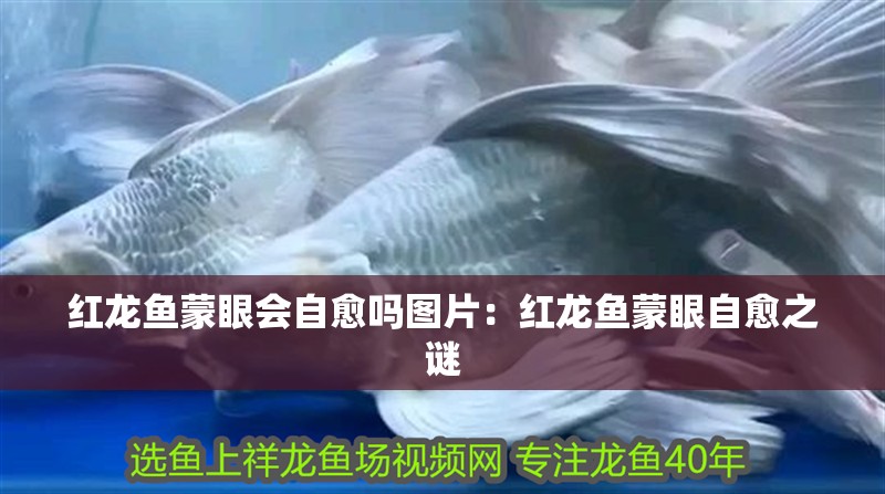 紅龍魚蒙眼會自愈嗎圖片：紅龍魚蒙眼自愈之謎