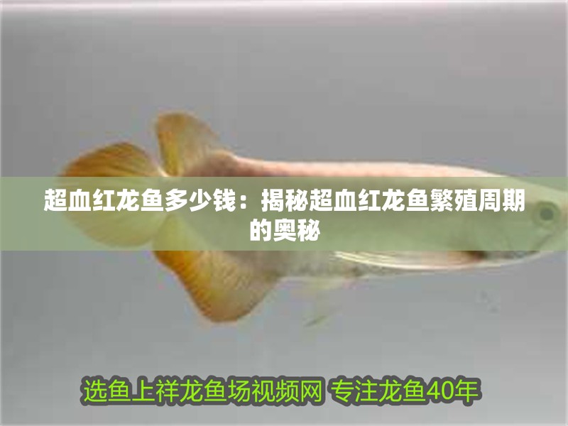 超血紅龍魚多少錢：揭秘超血紅龍魚繁殖周期的奧秘
