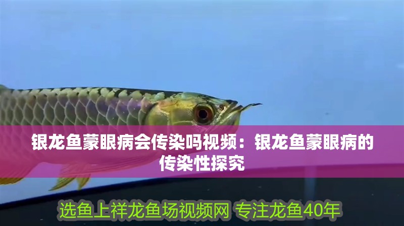 銀龍魚蒙眼病會傳染嗎視頻：銀龍魚蒙眼病的傳染性探究