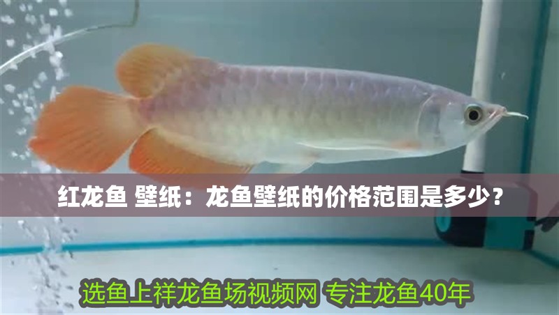紅龍魚 壁紙：龍魚壁紙的價(jià)格范圍是多少？