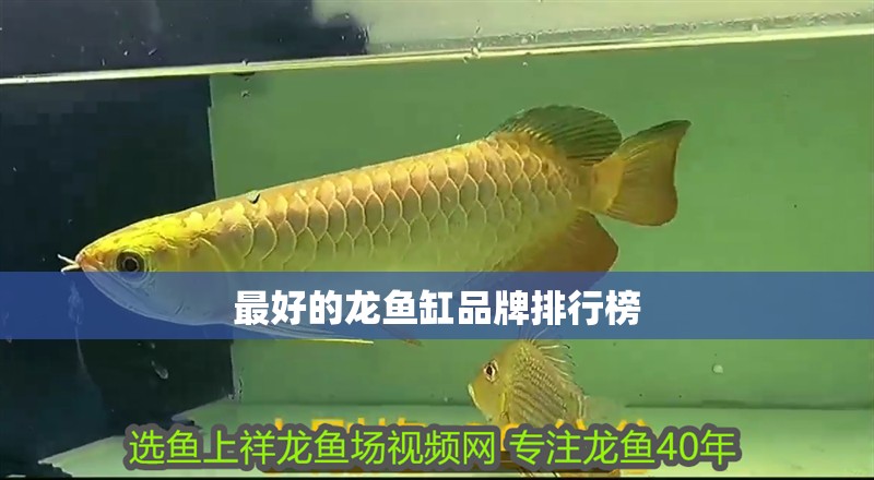 最好的龍魚缸品牌排行榜