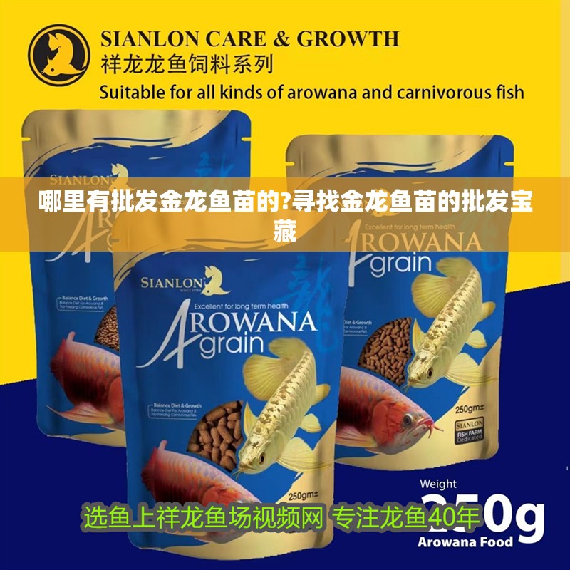 哪里有批發(fā)金龍魚苗的?尋找金龍魚苗的批發(fā)寶藏
