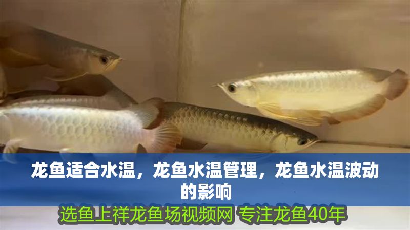 龍魚適合水溫，龍魚水溫管理，龍魚水溫波動的影響