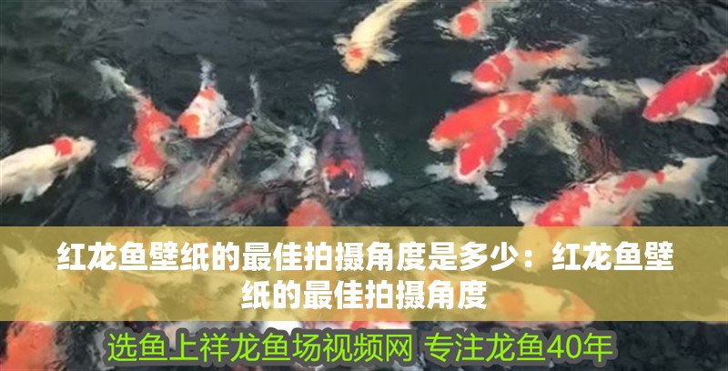 紅龍魚壁紙的最佳拍攝角度是多少：紅龍魚壁紙的最佳拍攝角度