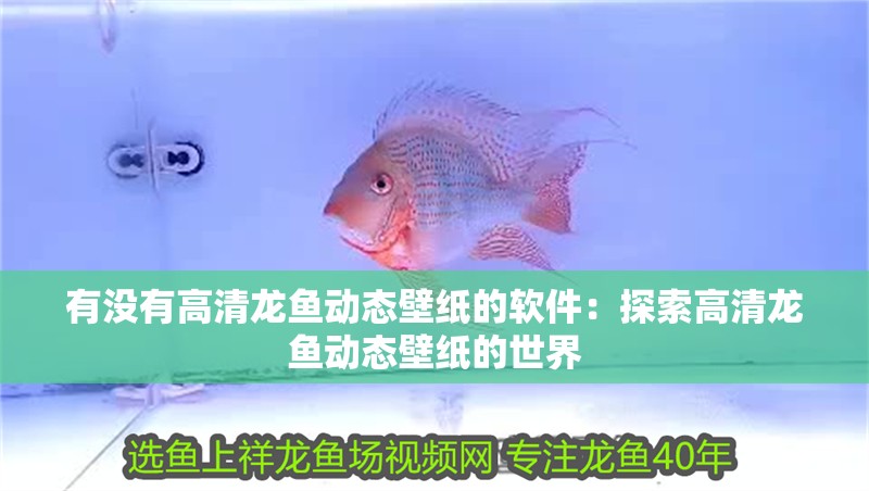 有沒有高清龍魚動態壁紙的軟件：探索高清龍魚動態壁紙的世界