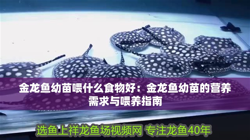 金龍魚幼苗喂什么食物好：金龍魚幼苗的營養需求與喂養指南