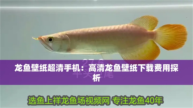 龍魚壁紙超清手機：高清龍魚壁紙下載費用探析