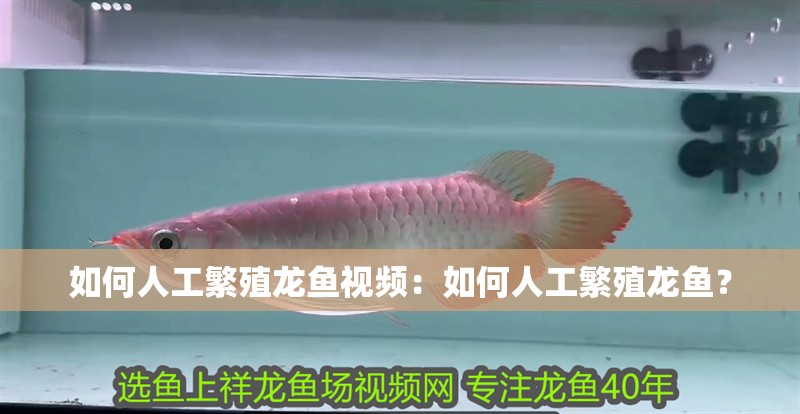 如何人工繁殖龍魚視頻：如何人工繁殖龍魚？