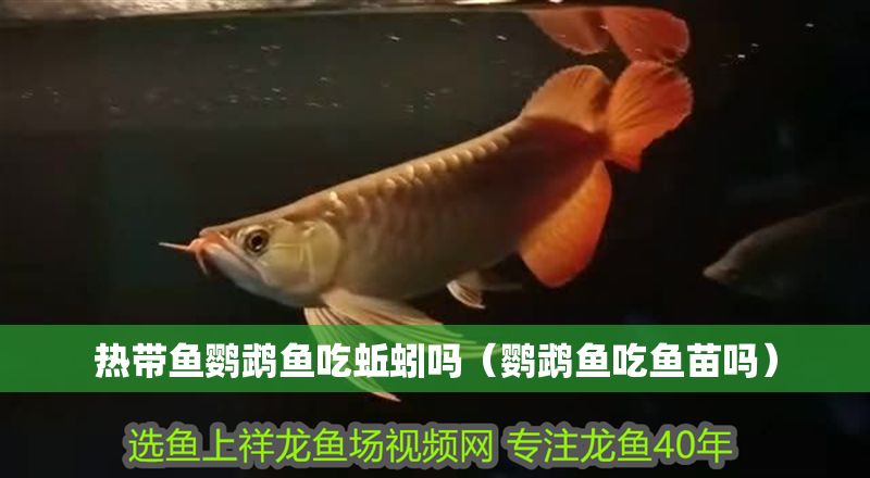 熱帶魚鸚鵡魚吃蚯蚓嗎（鸚鵡魚吃魚苗嗎）