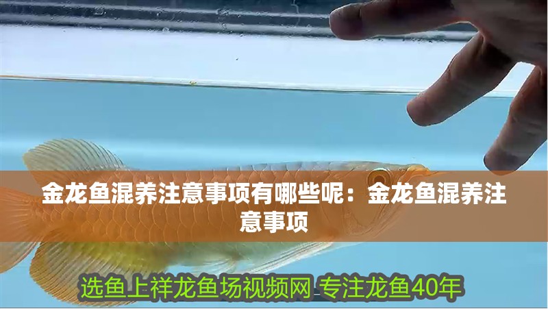 金龍魚混養注意事項有哪些呢：金龍魚混養注意事項