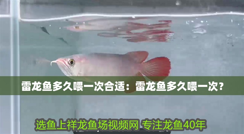 雷龍魚多久喂一次合適：雷龍魚多久喂一次？