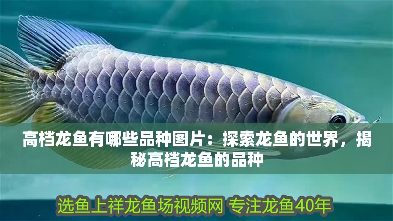 高檔龍魚有哪些品種圖片：探索龍魚的世界，揭秘高檔龍魚的品種