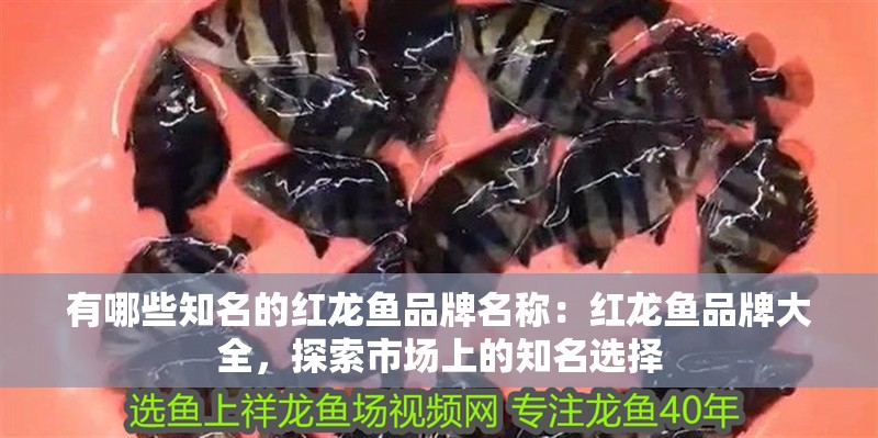 有哪些知名的紅龍魚品牌名稱：紅龍魚品牌大全，探索市場上的知名選擇