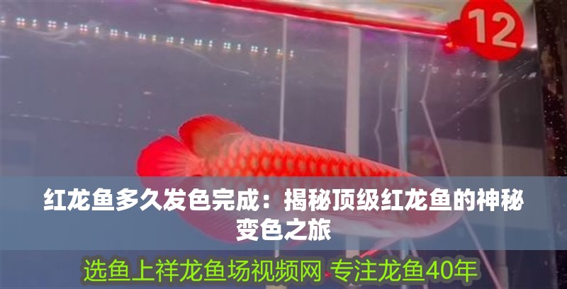 紅龍魚多久發色完成：揭秘頂級紅龍魚的神秘變色之旅
