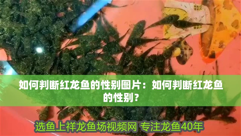 如何判斷紅龍魚的性別圖片：如何判斷紅龍魚的性別？