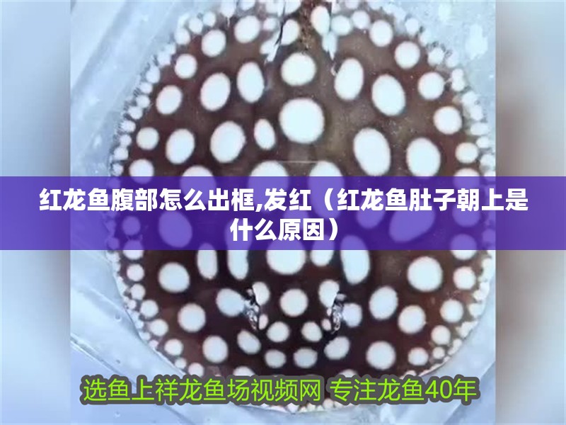 紅龍魚腹部怎么出框,發紅（紅龍魚肚子朝上是什么原因）