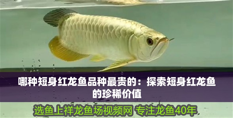 哪種短身紅龍魚品種最貴的：探索短身紅龍魚的珍稀價值