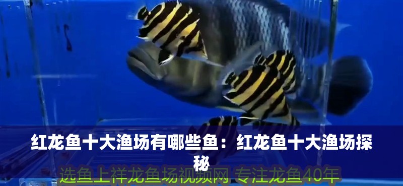 紅龍魚十大漁場有哪些魚：紅龍魚十大漁場探秘