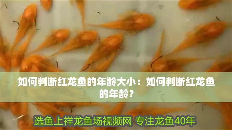 如何判斷紅龍魚的年齡大小：如何判斷紅龍魚的年齡？