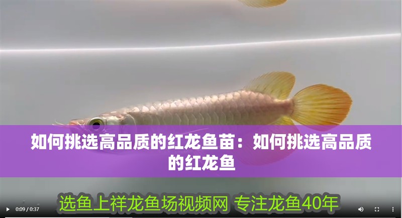 如何挑選高品質的紅龍魚苗：如何挑選高品質的紅龍魚