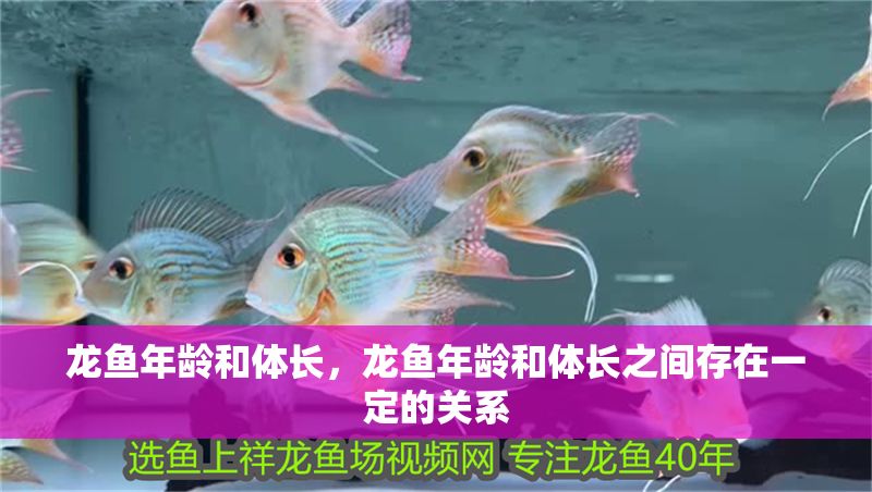 龍魚年齡和體長，龍魚年齡和體長之間存在一定的關(guān)系