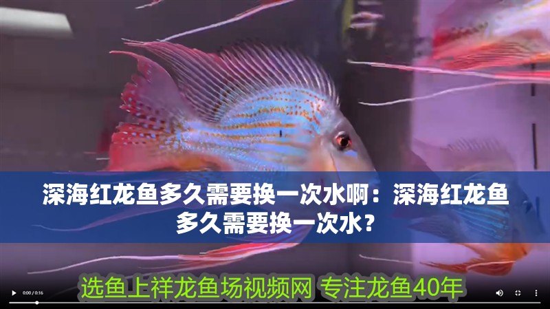 深海紅龍魚(yú)多久需要換一次水啊：深海紅龍魚(yú)多久需要換一次水？