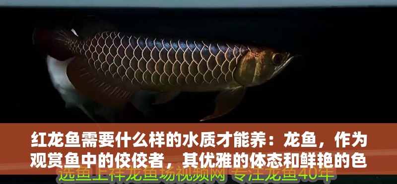 紅龍魚需要什么樣的水質才能養(yǎng)：龍魚，作為觀賞魚中的佼佼者，其優(yōu)雅的體態(tài)和鮮艷的色彩吸引了無數水族愛好者的目光。然而，要想讓紅龍魚健康地生活，一個良好的水質環(huán)境是不可或缺的。那么，紅龍魚需要什么樣的水質呢？本文將為您詳細解答