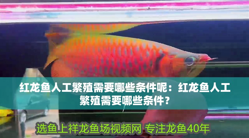 紅龍魚人工繁殖需要哪些條件呢：紅龍魚人工繁殖需要哪些條件？