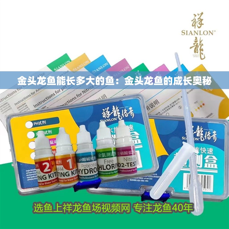金頭龍魚能長多大的魚：金頭龍魚的成長奧秘