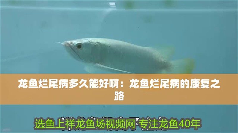 龍魚爛尾病多久能好?。糊堲~爛尾病的康復之路