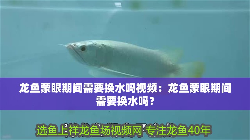 龍魚蒙眼期間需要換水嗎視頻：龍魚蒙眼期間需要換水嗎？