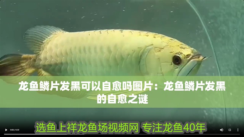 龍魚鱗片發黑可以自愈嗎圖片：龍魚鱗片發黑的自愈之謎