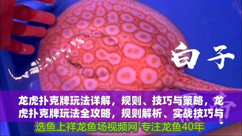 龍虎撲克牌玩法詳解，規則、技巧與策略，龍虎撲克牌玩法全攻略，規則解析、實戰技巧與必勝策略