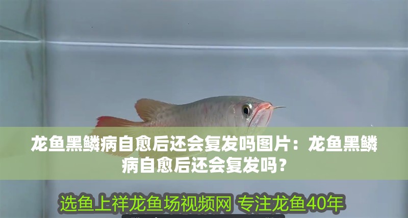 龍魚黑鱗病自愈后還會復發(fā)嗎圖片：龍魚黑鱗病自愈后還會復發(fā)嗎？