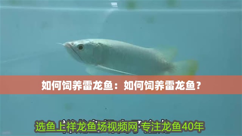 如何飼養(yǎng)雷龍魚：如何飼養(yǎng)雷龍魚？